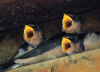 Hungry Swallows