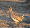Sharp Tailed Grouse #3
