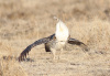 Sharp Tailed Grouse #2